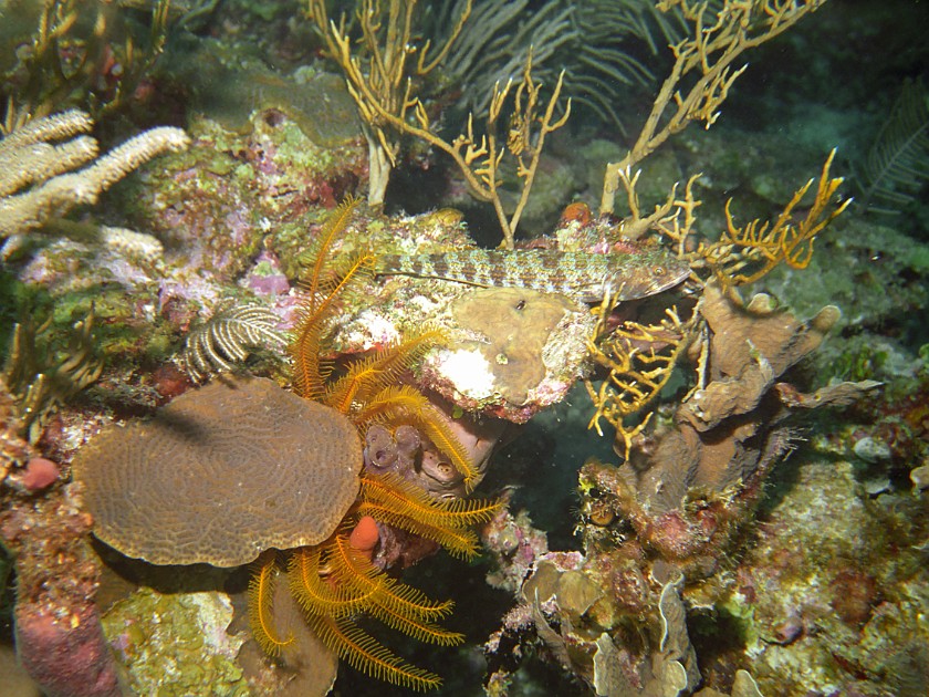 Diving East of Caye Caulker. Diving. Caye Caulker. .