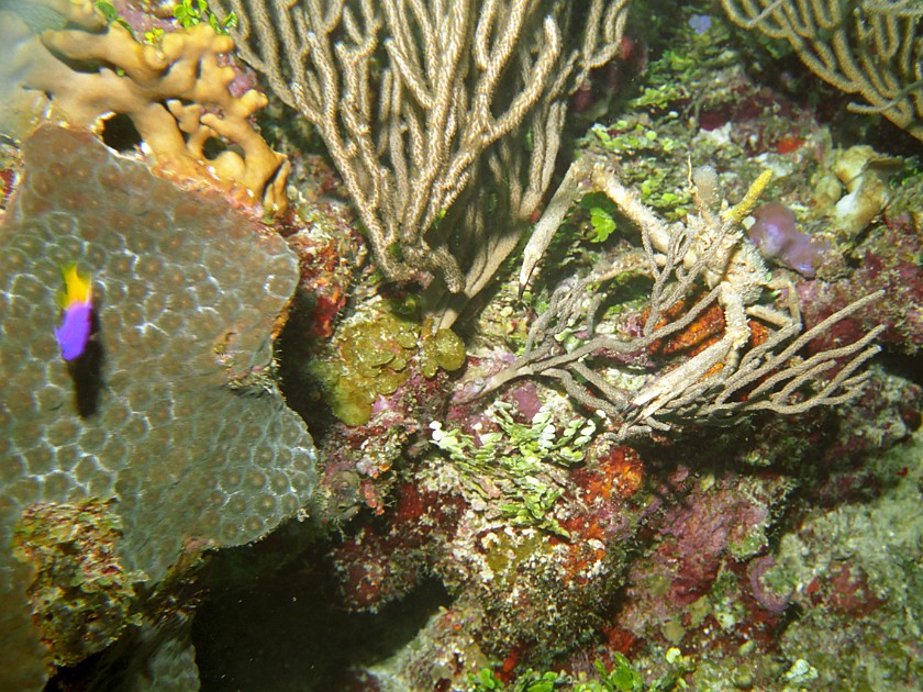 Diving East of Caye Caulker. Diving. Caye Caulker. .