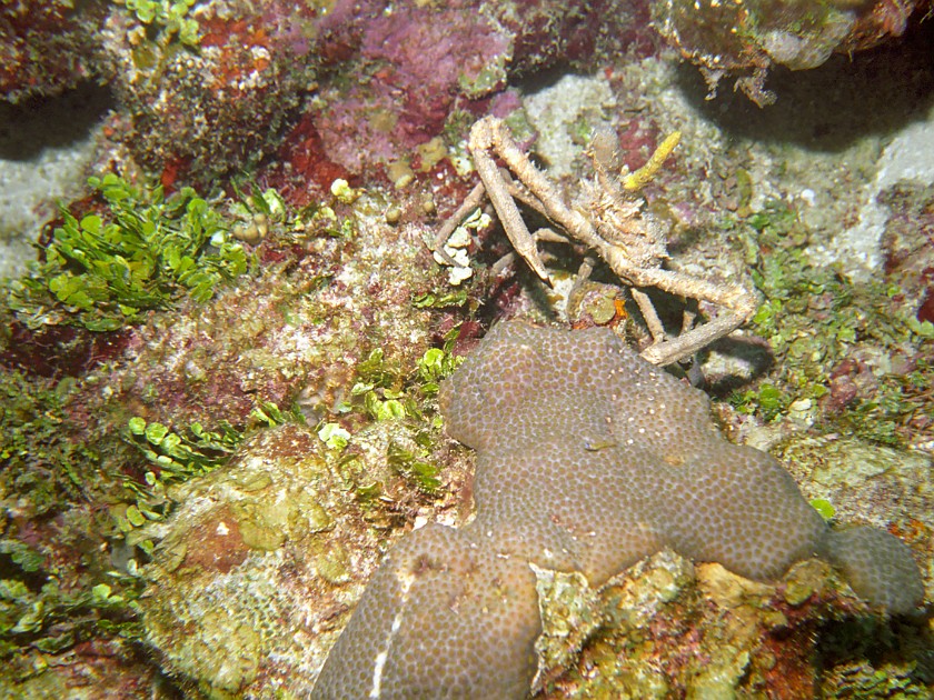 Diving East of Caye Caulker. Diving. Caye Caulker. .