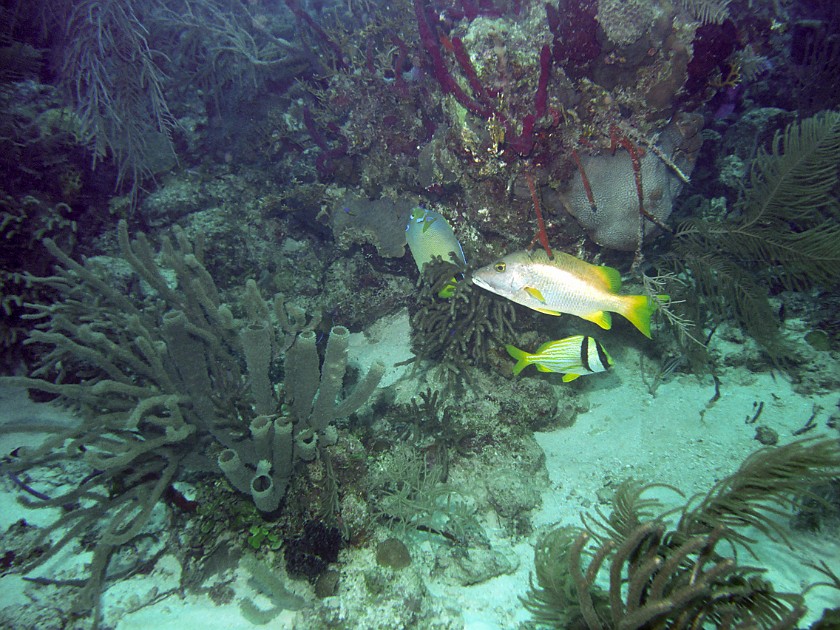 Diving East of Caye Caulker. Diving. Caye Caulker. .