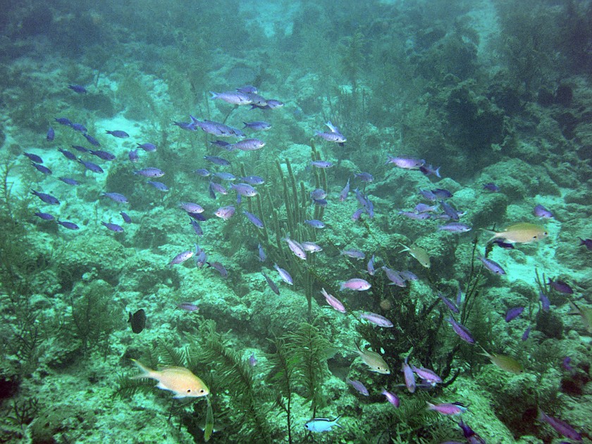 Diving East of Caye Caulker. Diving. Caye Caulker. .