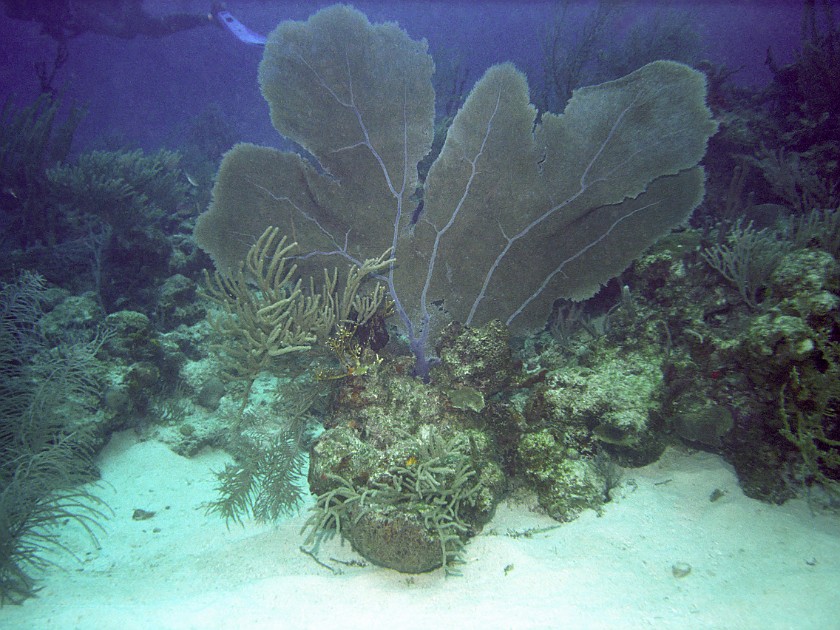 Diving East of Caye Caulker. Diving. Caye Caulker. .