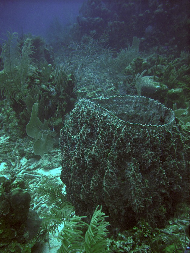 Diving East of Caye Caulker. Diving. Caye Caulker. .