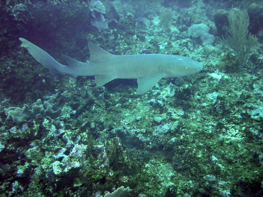 Diving East of Caye Caulker. Diving. Caye Caulker. .