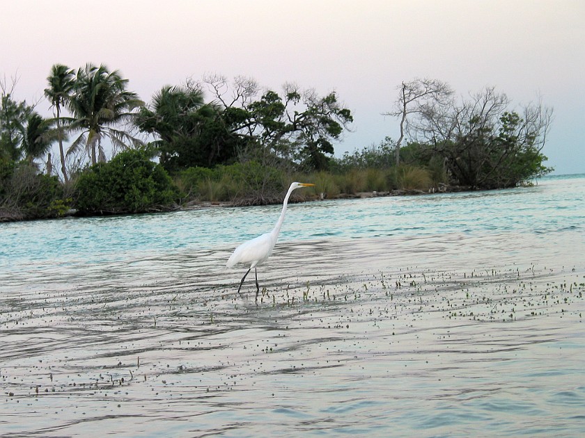Northern Island of Caye Caulker. Heron. Caye Caulker. .