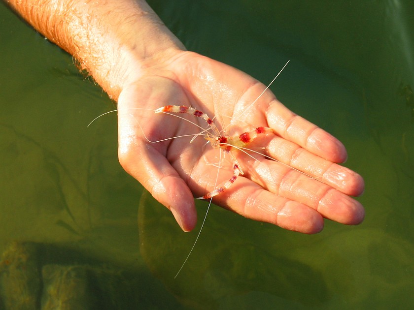 Northern Island of Caye Caulker. Tiny Crab. Caye Caulker. .
