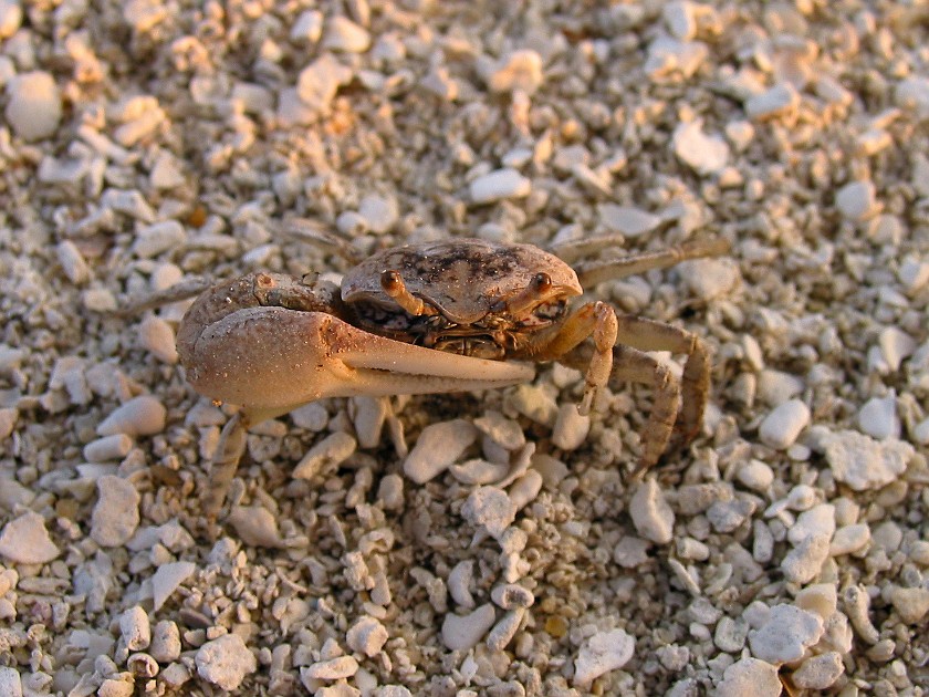 Northern Island of Caye Caulker. Crab. Caye Caulker. .