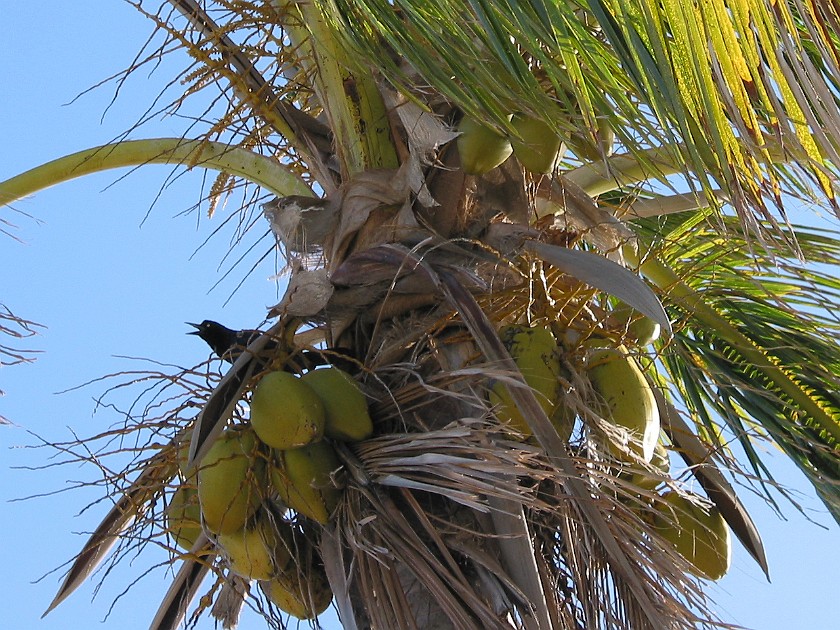 Caye Caulker. Palm. Caye Caulker. .