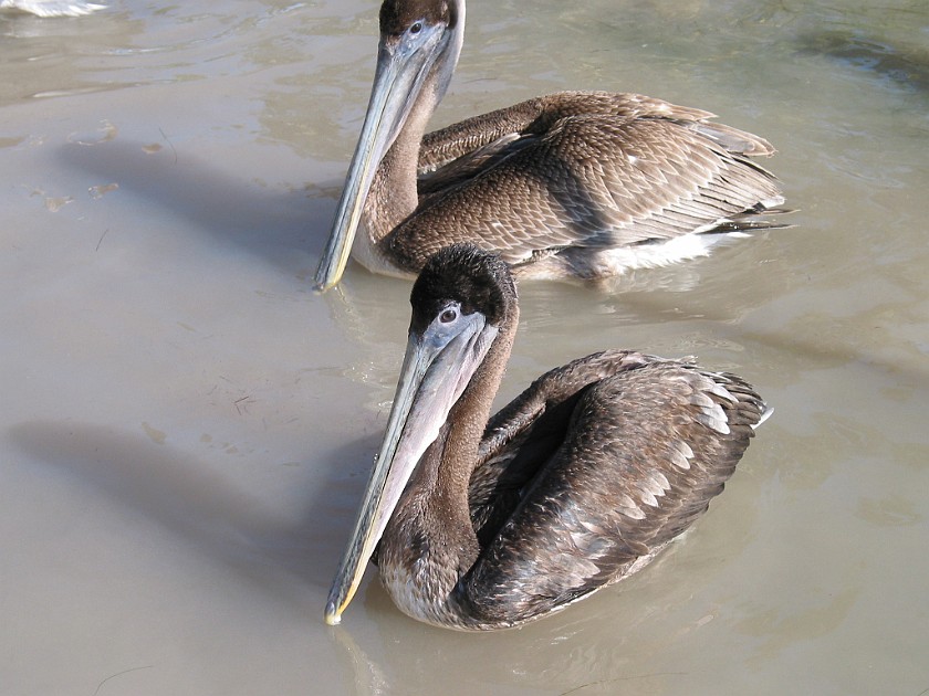 Caye Caulker. Pelican. Caye Caulker. .