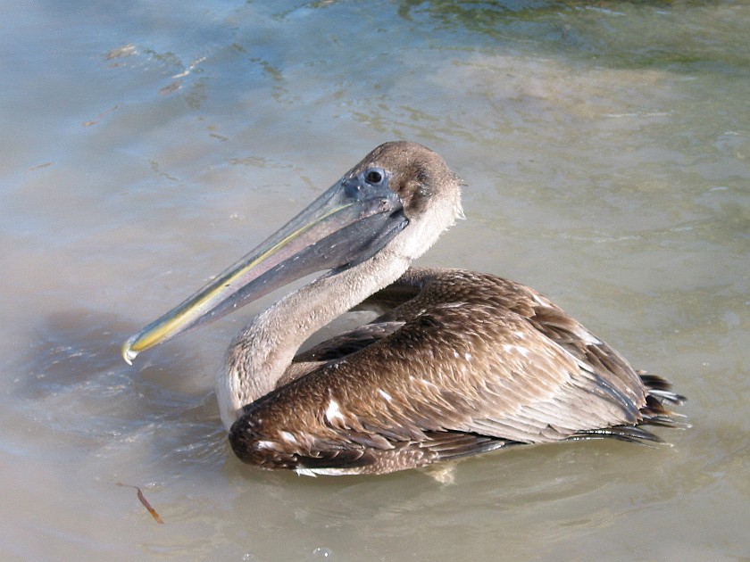 Caye Caulker. Pelican. Caye Caulker. .