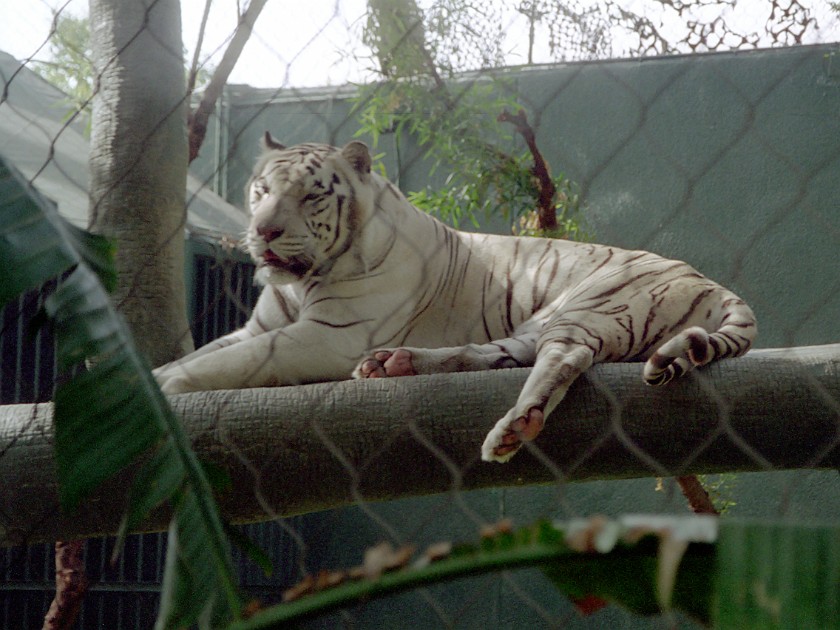 Las Vegas. Zoo inside the Mirage Casino. Las Vegas. .