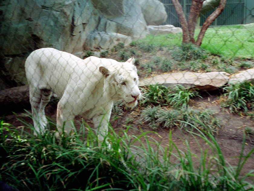 Las Vegas. Zoo inside the Mirage Casino. Las Vegas. .