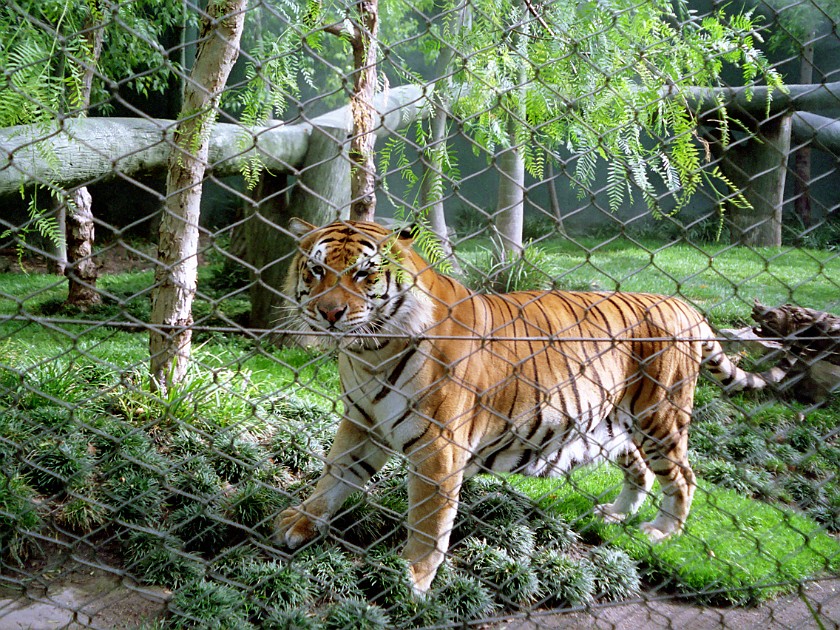 Las Vegas. Zoo inside the Mirage Casino. Las Vegas. .