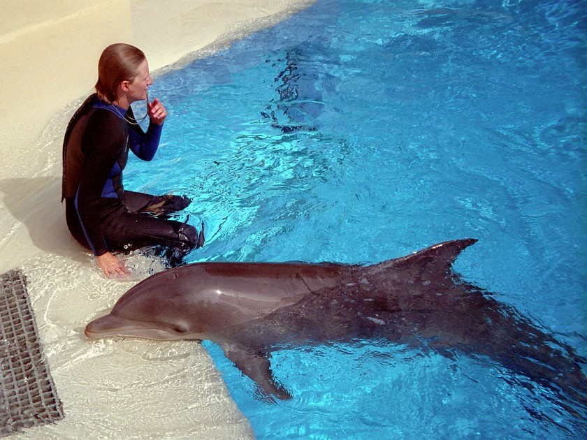 Las Vegas. Zoo inside the Mirage Casino. Las Vegas. .