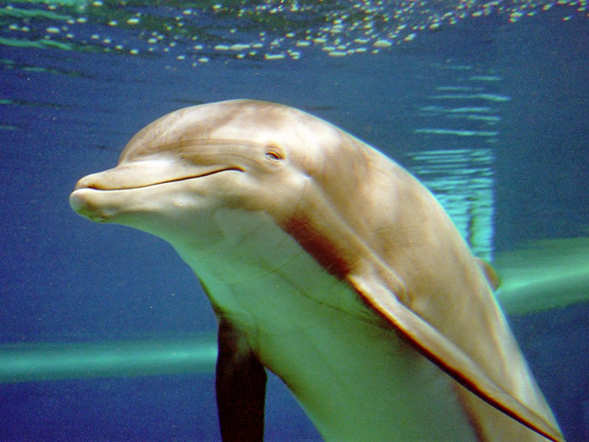 Las Vegas. Zoo inside the Mirage Casino. Las Vegas. .