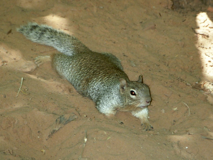 Zion National Park. Squirrel. Zion National Park. .