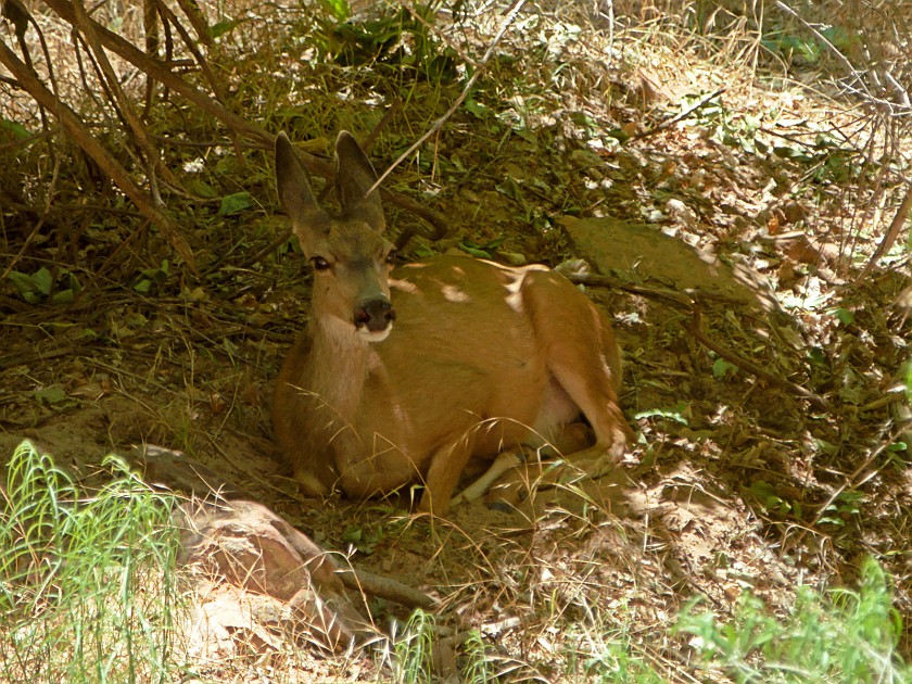Zion National Park. Deer. Zion National Park. .