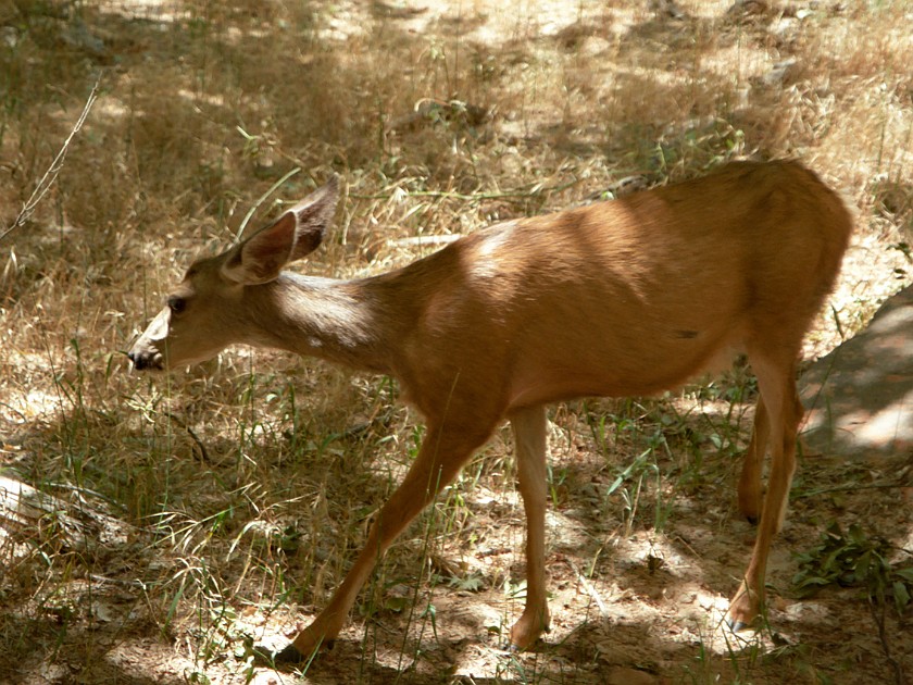 Zion National Park. Deer. Zion National Park. .