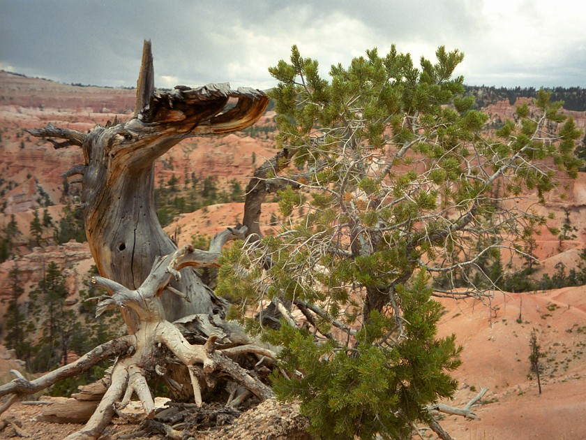 Bryce Canyon National Park. Tree. Bryce Canyon National Park. .