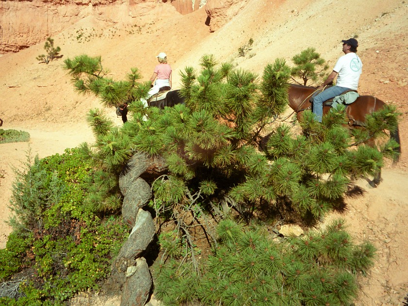 Bryce Canyon National Park. Horseback Ride Into the Canyon. Bryce Canyon National Park. .