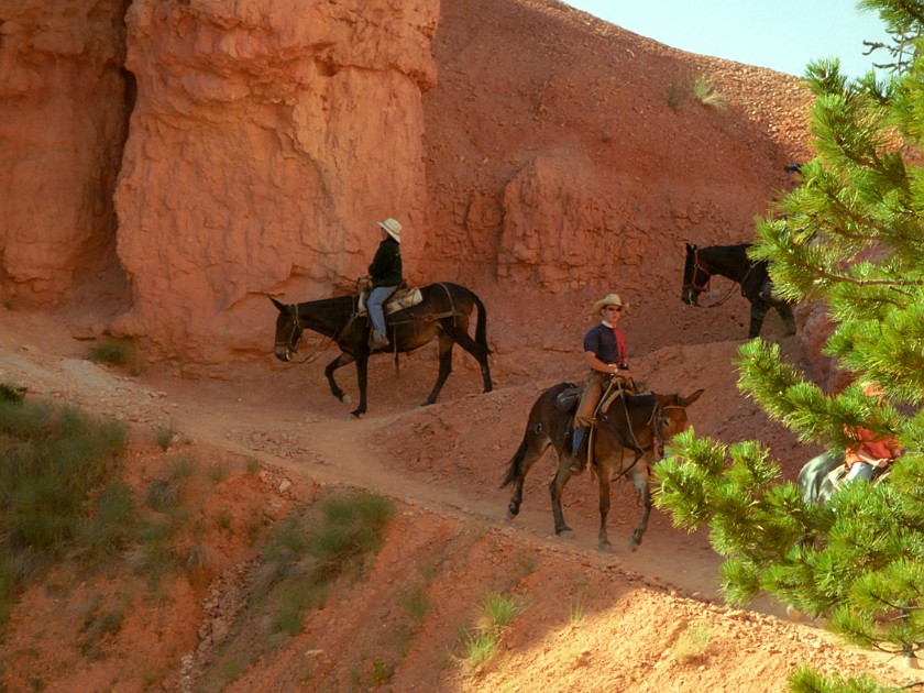 Bryce Canyon National Park. Horseback Ride Into the Canyon. Bryce Canyon National Park. .