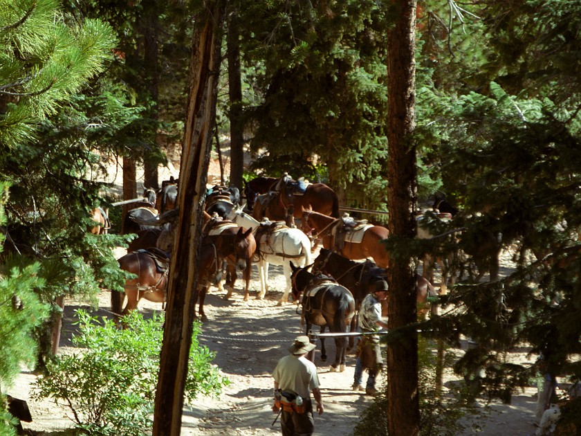 Bryce Canyon National Park. Horseback Ride Into the Canyon. Bryce Canyon National Park. .