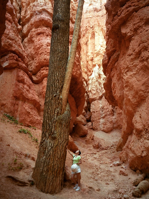 Bryce Canyon National Park. Into the Hoodoo Maze. Bryce Canyon National Park. .