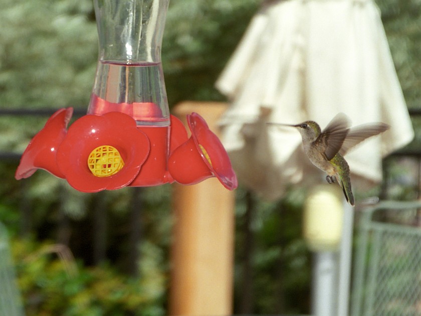 Best Friends Animal Sanctuary. Humming Bird. near Kanab. .