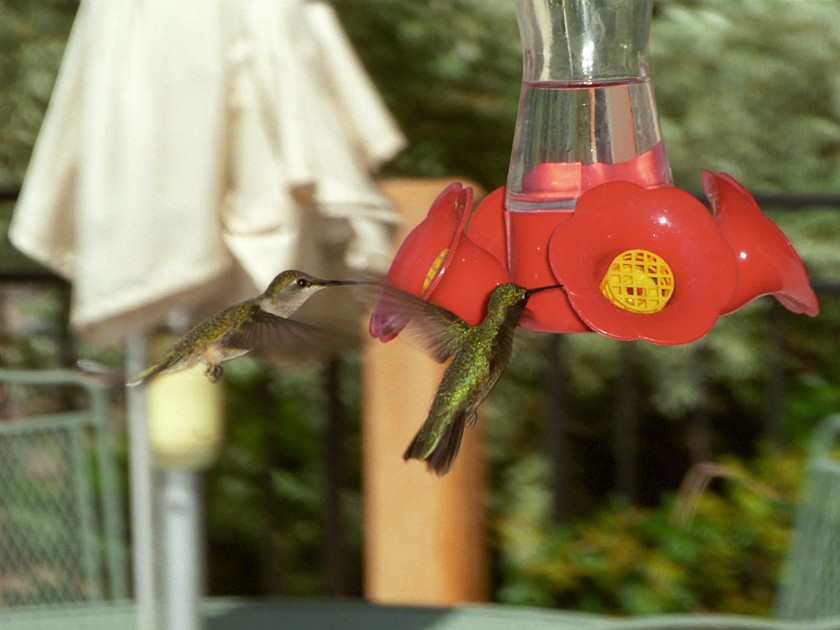 Best Friends Animal Sanctuary. Humming Bird. near Kanab. .