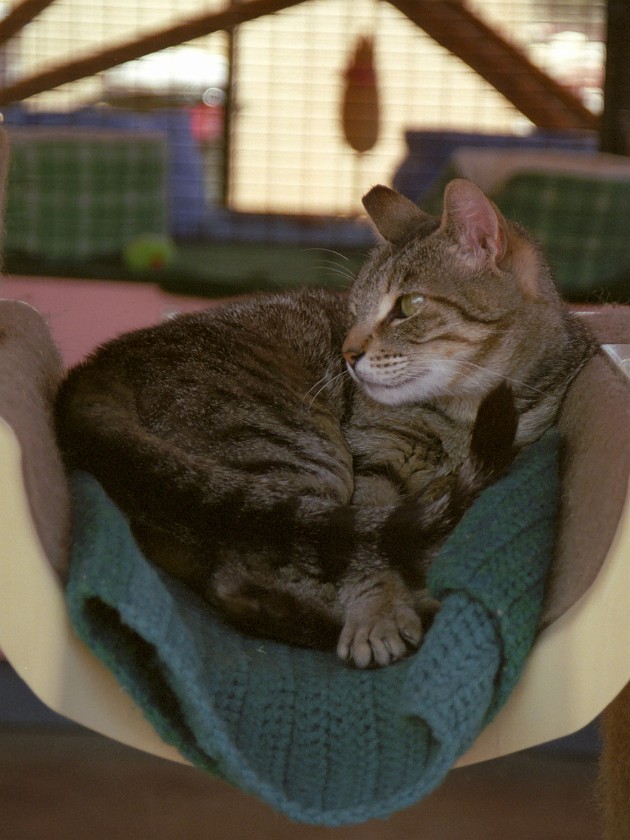 Best Friends Animal Sanctuary. Cat Shelters. near Kanab. .