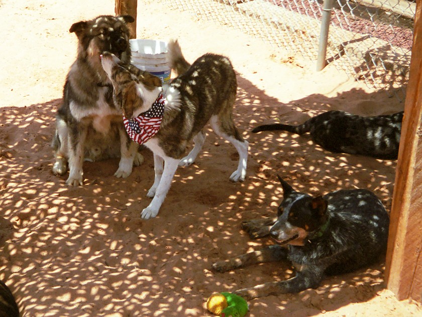 Best Friends Animal Sanctuary. Dog Cages. near Kanab. .