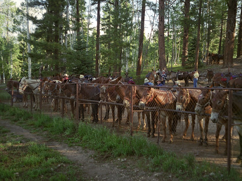 North Rim of the Grand Canyon. Mule Tour Into the Canyon. Grand Canyon National Park. .