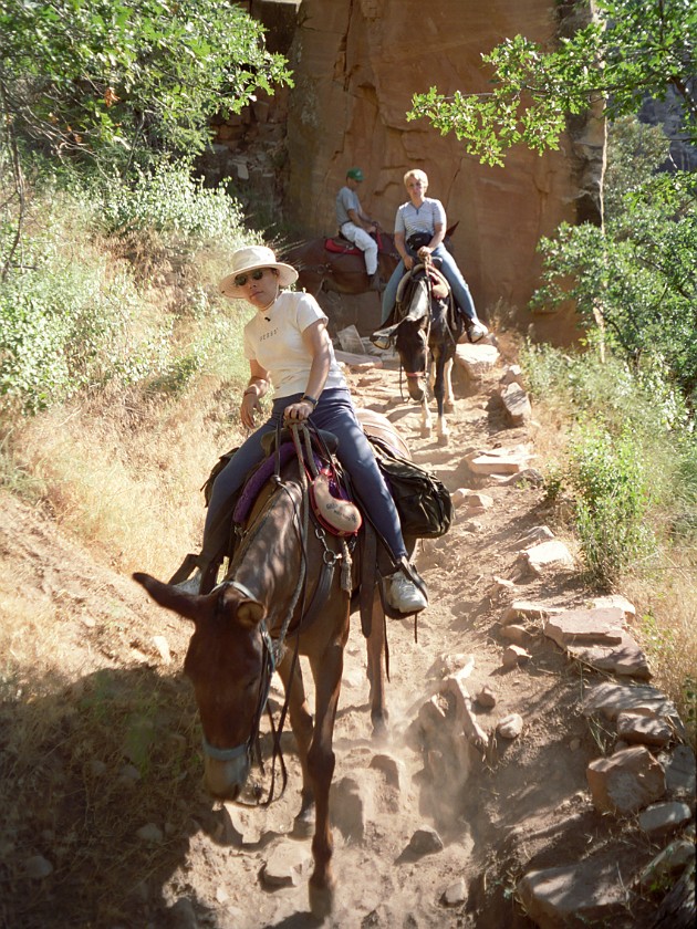 North Rim of the Grand Canyon. Mule Tour Into the Canyon. Grand Canyon National Park. .
