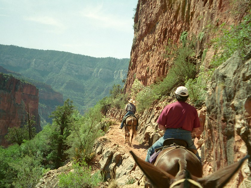North Rim of the Grand Canyon. Mule Tour Into the Canyon. Grand Canyon National Park. .