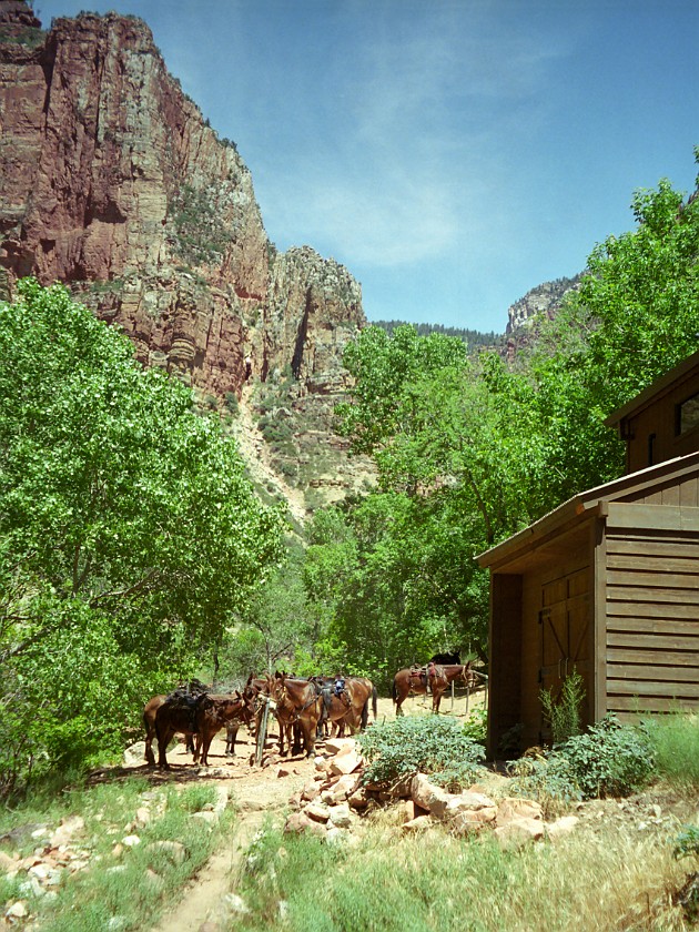North Rim of the Grand Canyon. Mule Tour Into the Canyon. Grand Canyon National Park. .