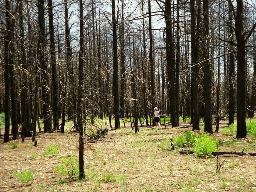 North Rim of the Grand Canyon. Burned Forest. Grand Canyon National Park. .