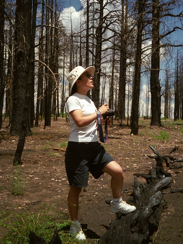 North Rim of the Grand Canyon. Burned Forest. Grand Canyon National Park. .