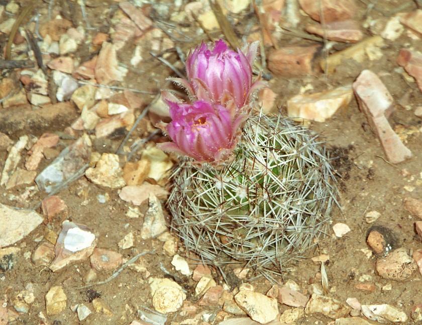 North Rim of the Grand Canyon. Cactus. Grand Canyon National Park. .