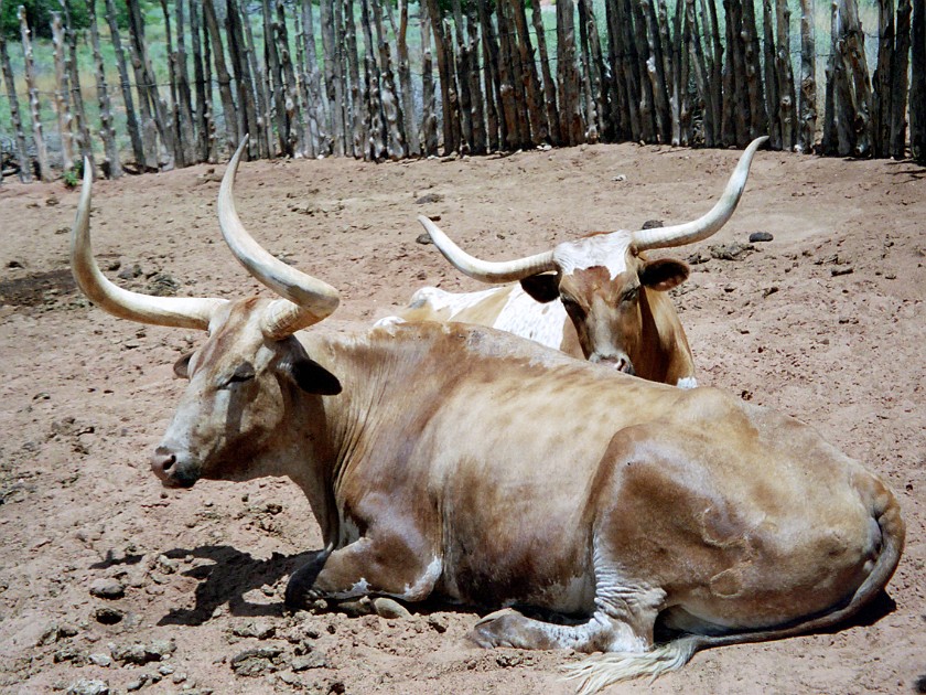 Fort near Colorado City. Cattle. near Colorado City. .