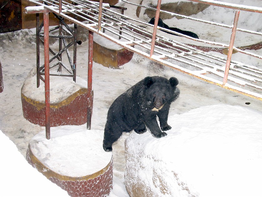 The Great Wall at Badaling. Black Bears. Beijing. .