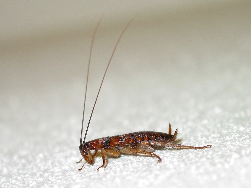 South Ocean Golf & Beach Resort. Cockroach. South Ocean. .