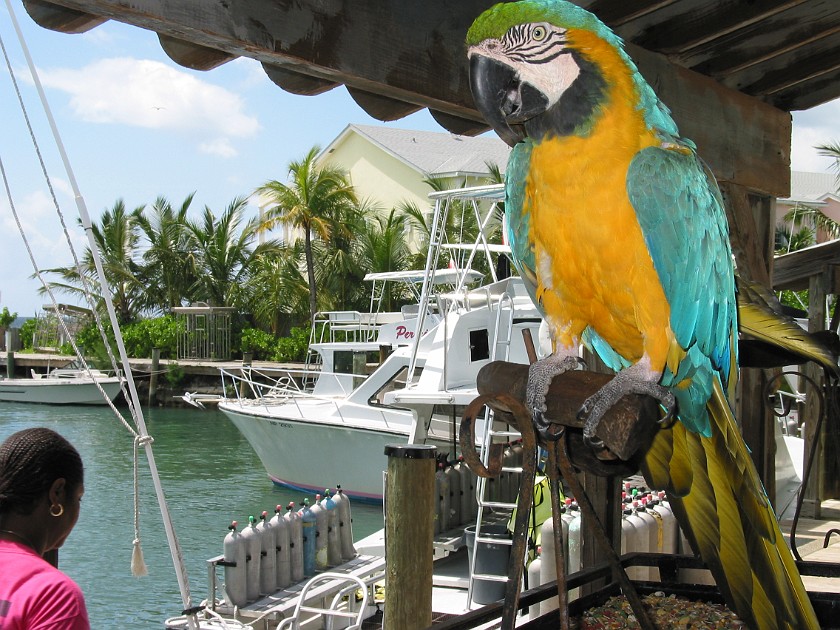 Stuart Cove's Dive Center. Dive Center. South Ocean. .