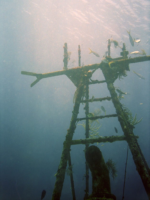 Diving South of New Providence Island. Dive. New Providence Island. .