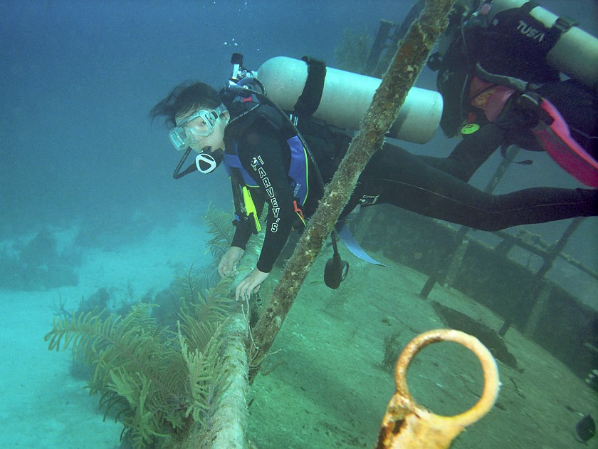 Diving South of New Providence Island. Dive. New Providence Island. .