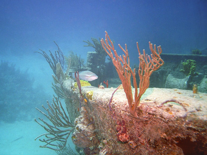 Diving South of New Providence Island. Dive. New Providence Island. .