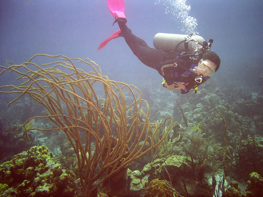 Diving South of New Providence Island. Dive. New Providence Island. .