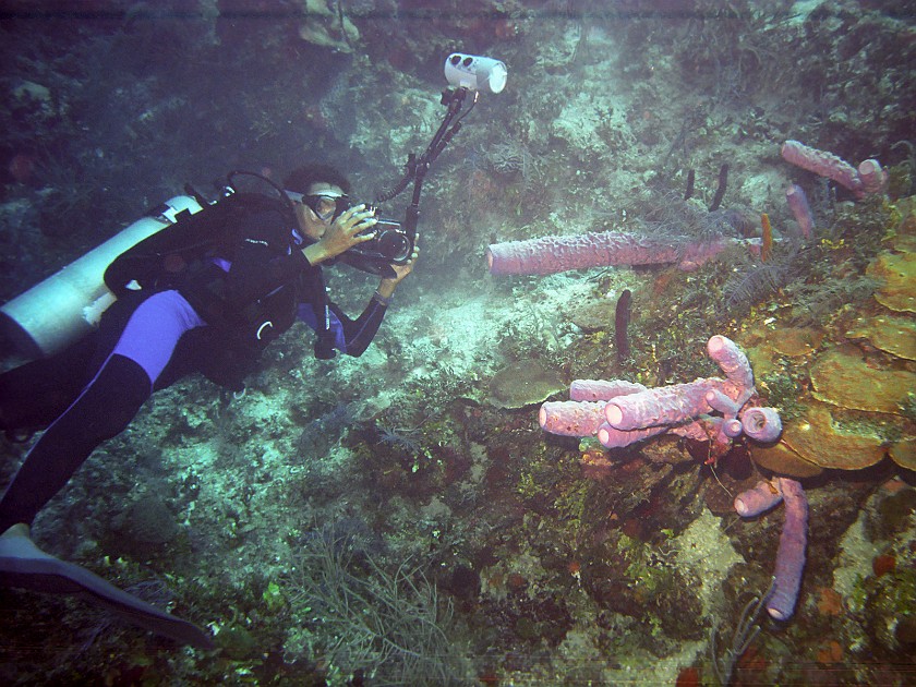 Diving South of New Providence Island. Dive. New Providence Island. .