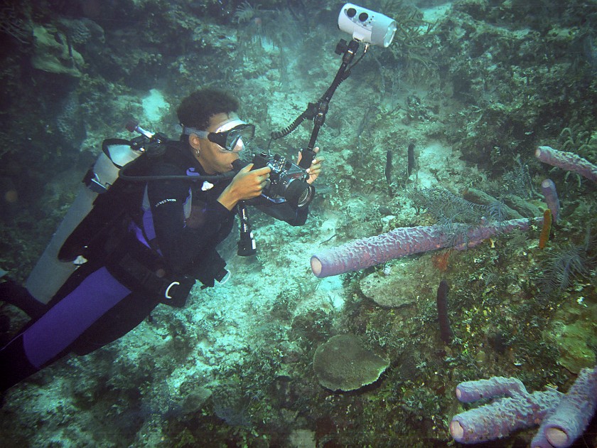 Diving South of New Providence Island. Dive. New Providence Island. .