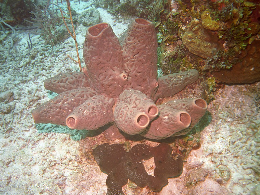 Diving South of New Providence Island. Dive. New Providence Island. .
