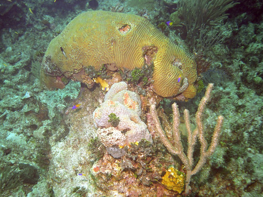 Diving South of New Providence Island. Dive. New Providence Island. .